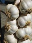 Dose Of Garlic A Day, Keeps High Blood Pressure Away!
