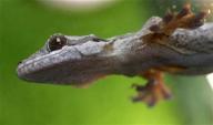 A Copy Of Gecko Glue, Is The Most Stickiest Till Date 