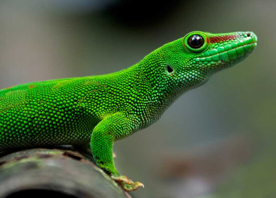 Geckos
