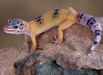 Geckos