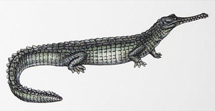 Gharial