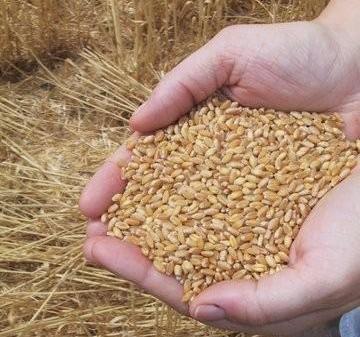 Government amends law to make route for commodity options