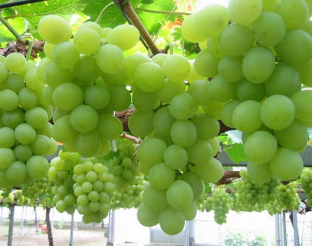 Now, ''Delicious'' disease-resistant grape