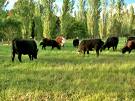 Grazing Cattle Can Sense Magnetism