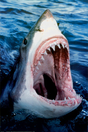 Great-White-Shark-Posters.jpg