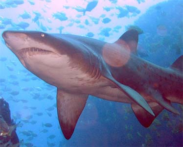 Australian charts breathtaking record for freediving 