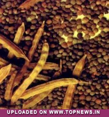 Guar Seed