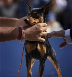 Guwahati hosts dog show