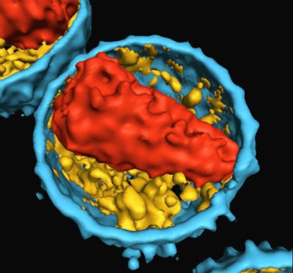 Target to inhibit HIV infectivity identified