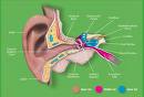 Hearing Loss Linked To Stroke Risk – A Study