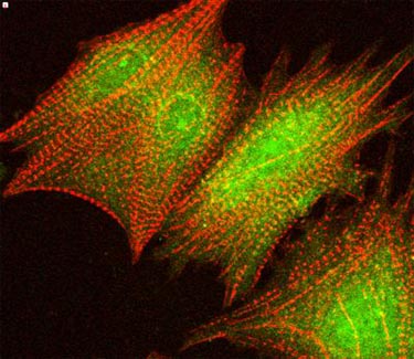 Heart cells can develop into adulthood