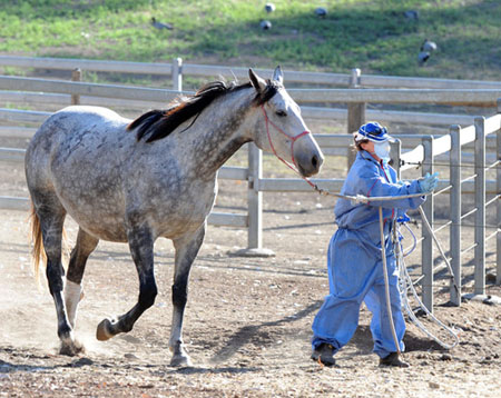 Southern Qld hendra causes concern for neighbours
