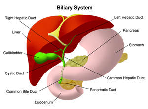 Why hepatitis B hits men harder than women