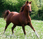 British shire horse ‘will be extinct in 10 years'