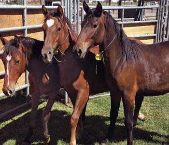 Animal rights advocates seize 38 abused horses in Canada