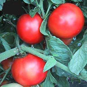 Hybrid-Variety-Tomatoes