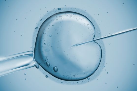 IVF-pregnancies