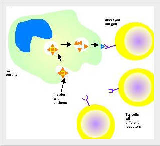 Immune cells thought to protect against cancer may actually promote it