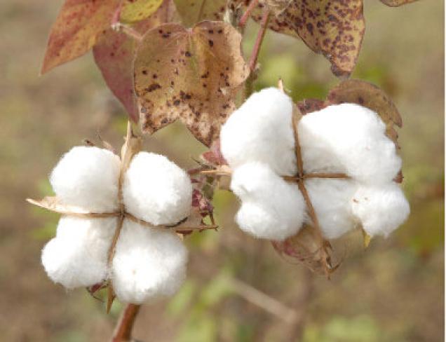 India's cotton output might fall to 32.3 million bales, report