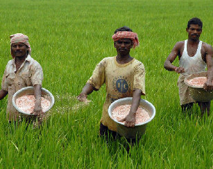 india farming