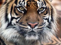 India's black tiger shrimp to get image makeover in US  