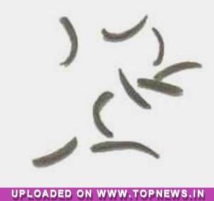 Jeera