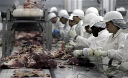 Jordan bans meat imports from countries reporting swine flu cases 