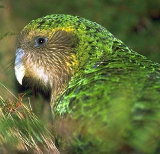 Kakapo - The world's rarest parrot