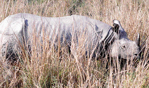 One-horned rhinos find safe haven in Uttar Pradesh''s Dudhwa National Park