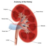 Study says kidney donation “a safe practice”; it does not affect long-term health or longevity!