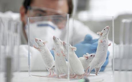 Lab-Mouse