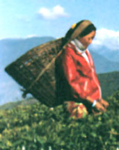 Artisan wants to keep alive art of Sikkim’s Lepcha tribe