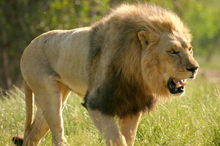 Extinct marsupial lion