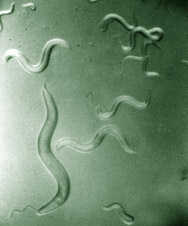 German researchers uncover "longevity gene"