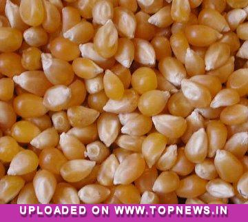 Maize