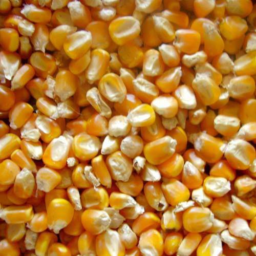 Commodity Trading Tips for Maize by KediaCommodity