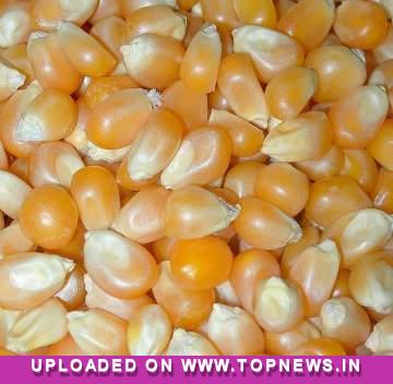 Commodity Trading Tips for Maize by KediaCommodity