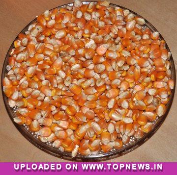 Commodity Trading Tips for Maize by KediaCommodity