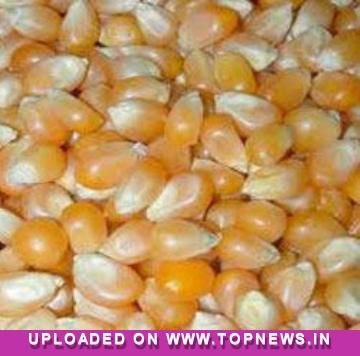 Commodity Trading Tips for Maize by KediaCommodity