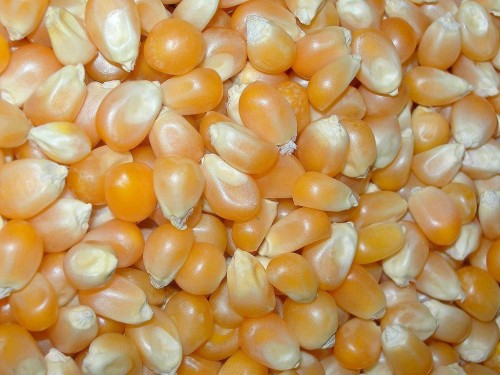 Commodity Trading Tips for Maize by KediaCommodity