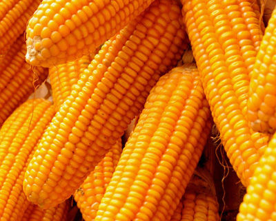 Commodity Trading Tips for Maize by KediaCommodity