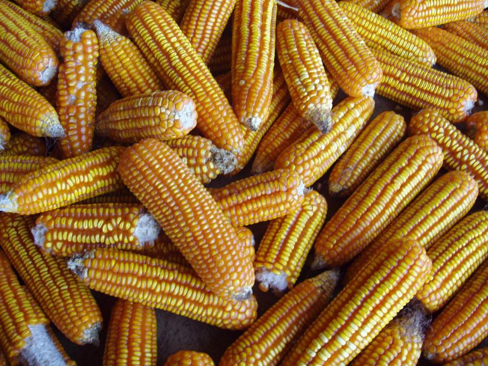 Commodity Trading Tips for Maize by KediaCommodity