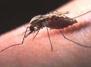 Malaria deaths are 40 times higher than estimates, panel