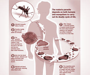 Children, adolescents ‘most vulnerable to malaria’