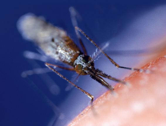 Malaria R&D requires $8.3bn over next 10 years: Report