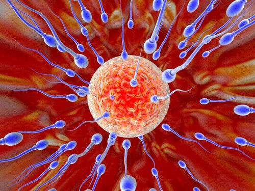  Male Fertility Is Adversely Affected By Antidepressants