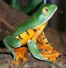 Many Mammals Under The Threat Of Extinction 