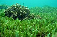 Marine algae may be future of biofuel development