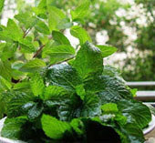Commodity Outlook for Mentha Oil by KediaCommodity 
