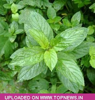 Mentha-Oil